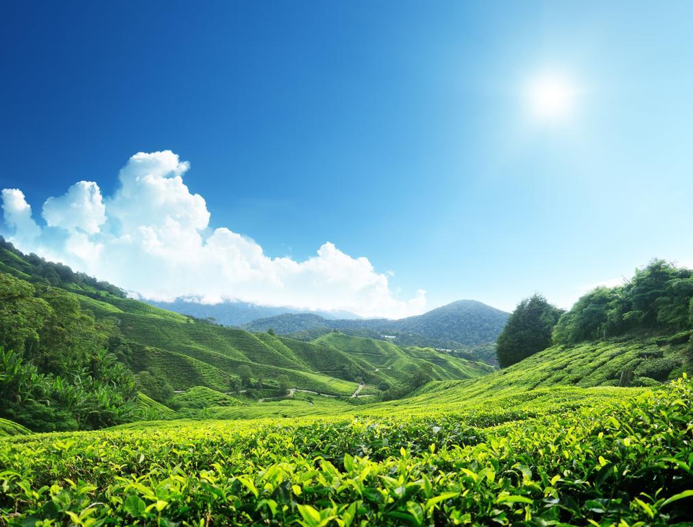 Homestay Cameron Highlands Mikayla Exterior photo